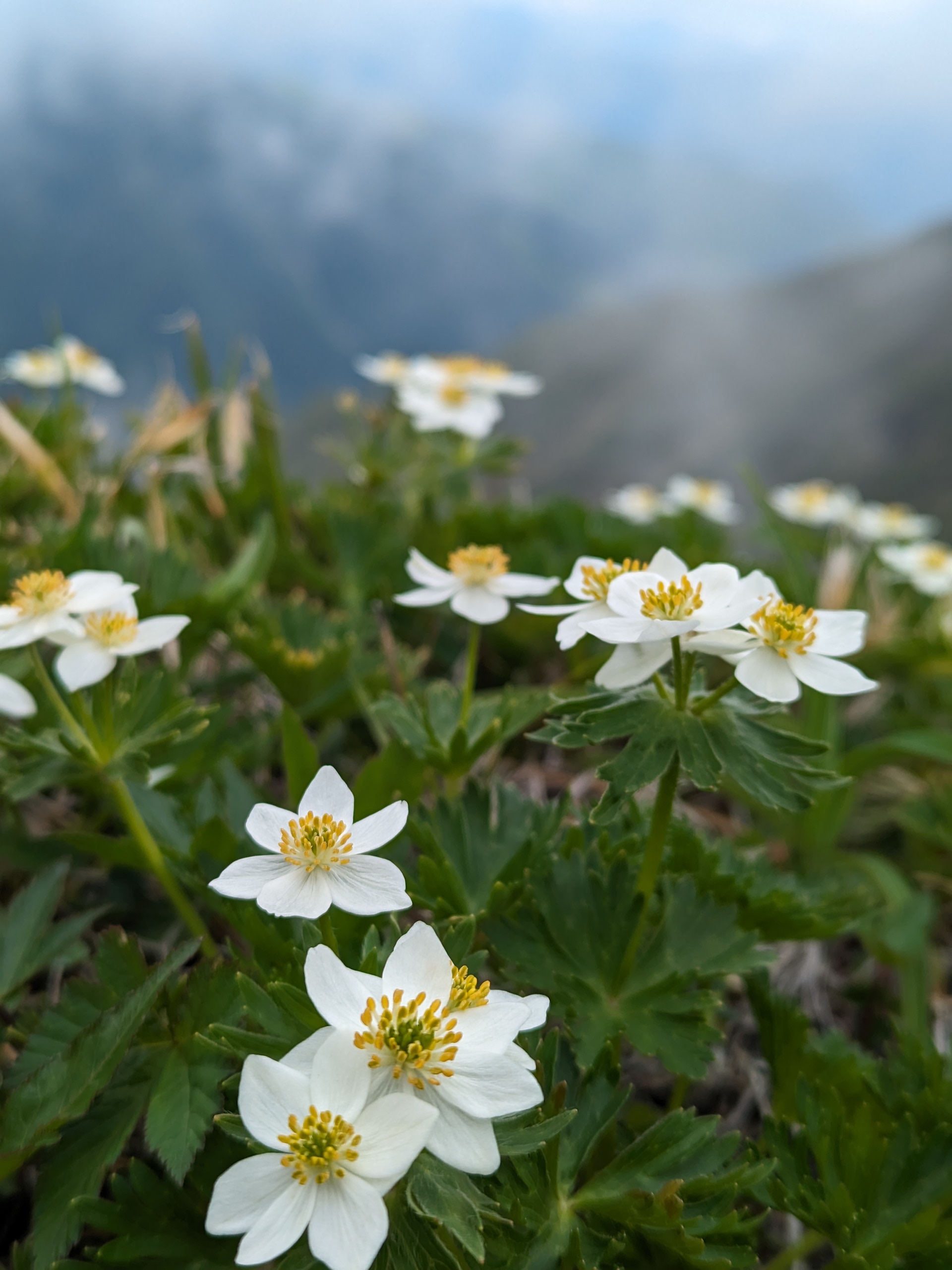 ②花