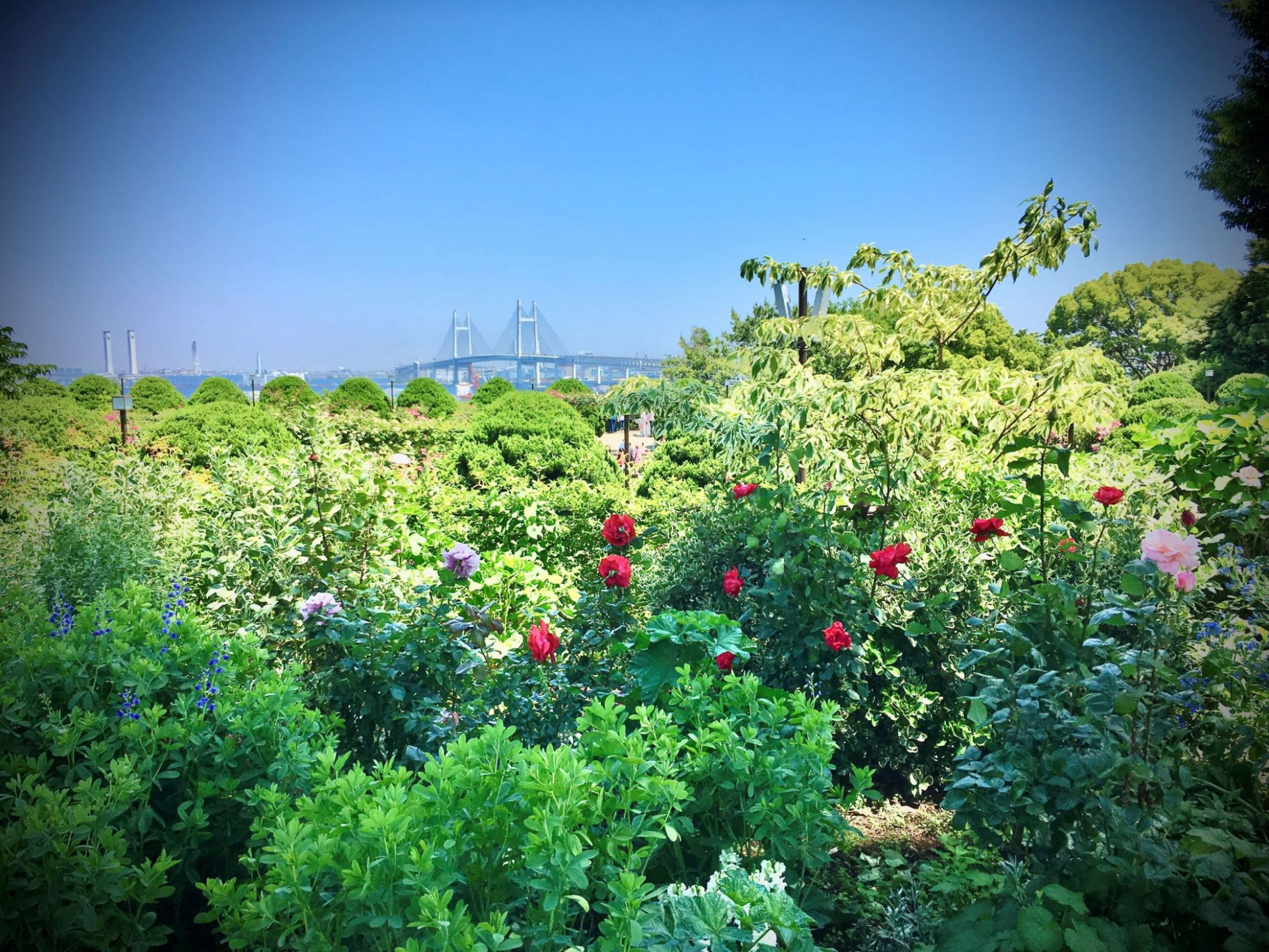 ①港の見える丘公園